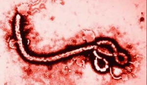 fotografia al microscopio del virus